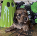 Dachshund puppy with long, soft brown and tan fur, dark floppy ears, and bright eyes; NONREFUNDABLE DEPOSIT listing

