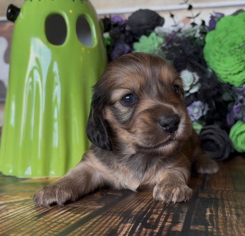 Dachshund puppy with long, soft brown and tan fur, dark floppy ears, and bright eyes; NONREFUNDABLE DEPOSIT listing
