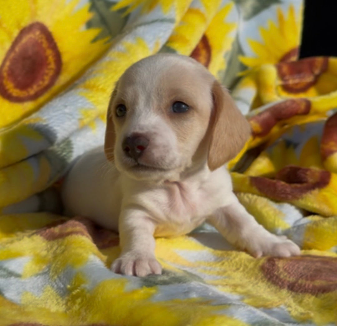 PEANUT BUTTER 💙 NONREFUNDABLE DEPOSIT
