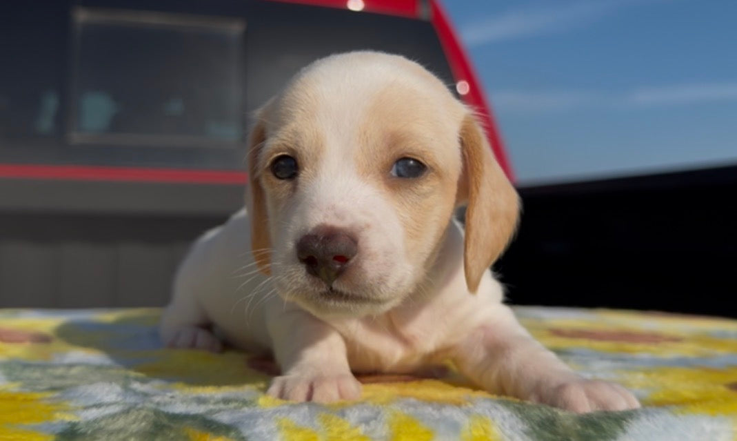 PEANUT BUTTER 💙 NONREFUNDABLE DEPOSIT
