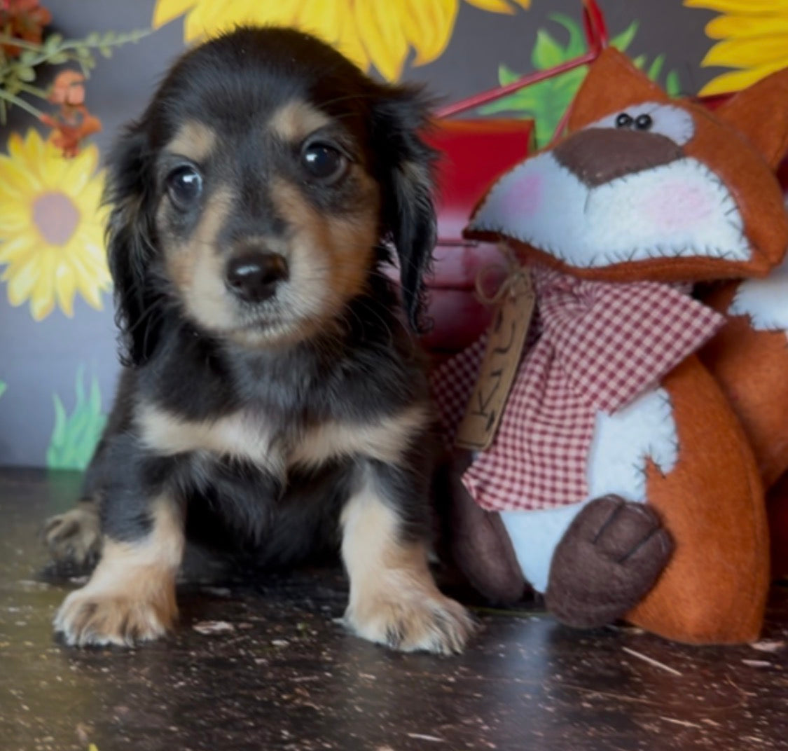 MINNIE Nonrefundable Deposit