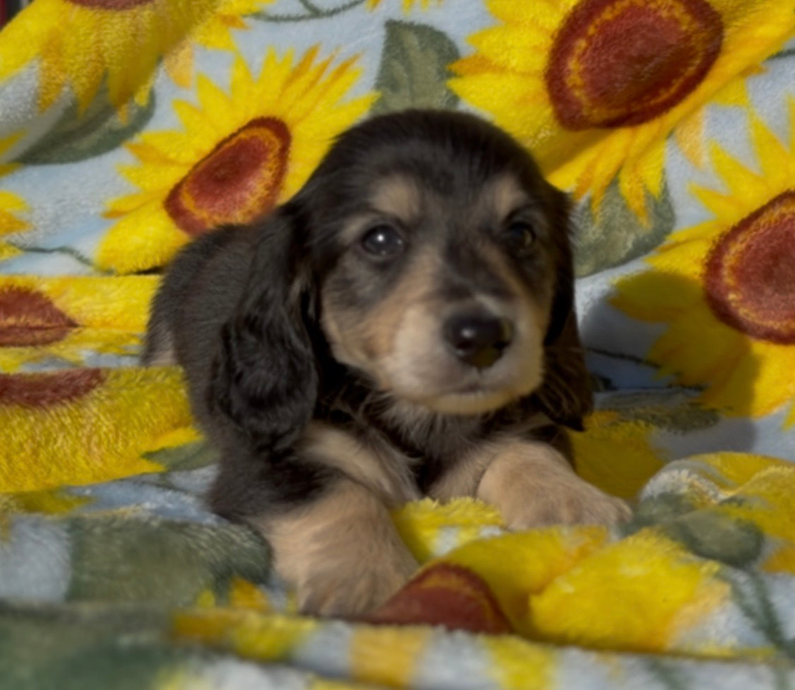 SUNFLOWER 💛NONREFUNDABLE DEPOSIT