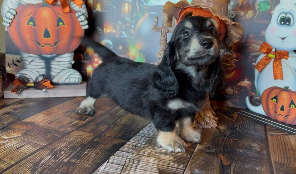 Merlin Nonrefundable Deposit 🎃 PICK ME UP TODAY
