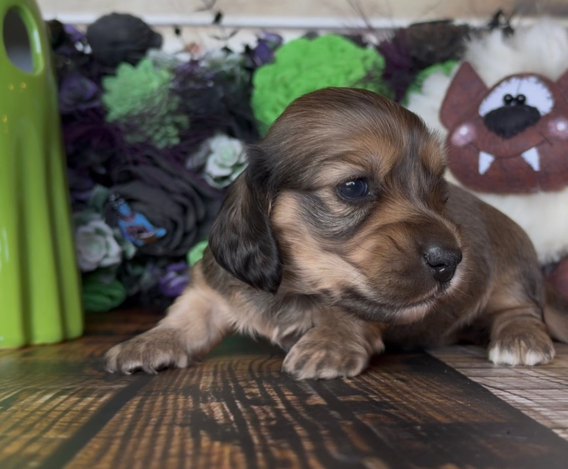 Duchess Nonrefundable Deposit