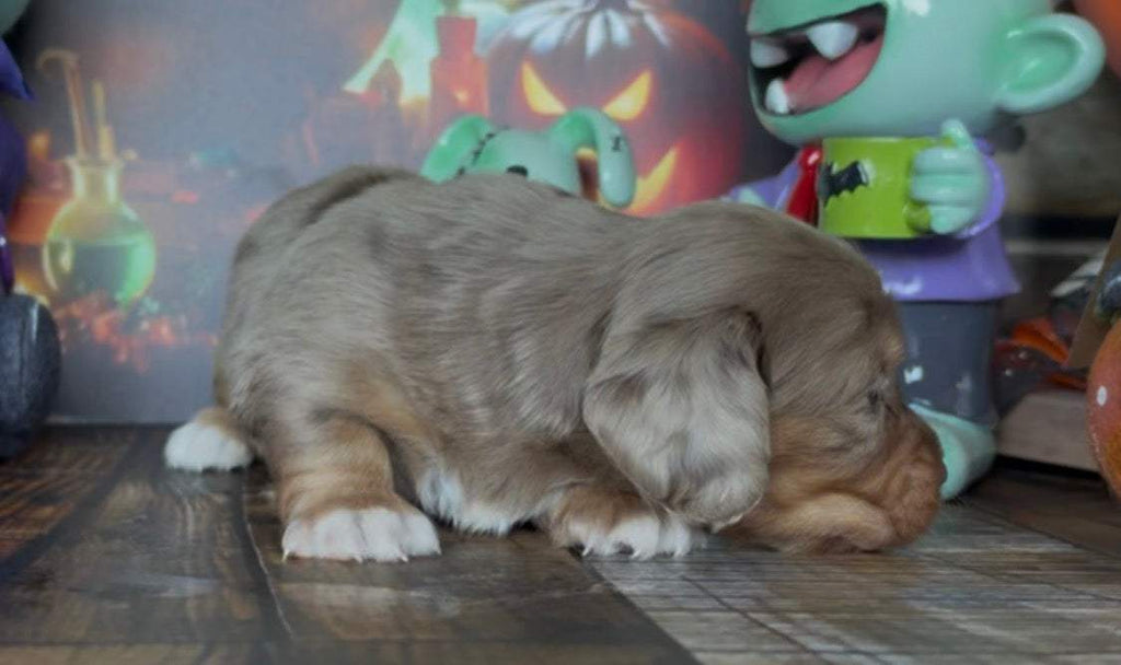 Waffles Nonrefundable Deposit