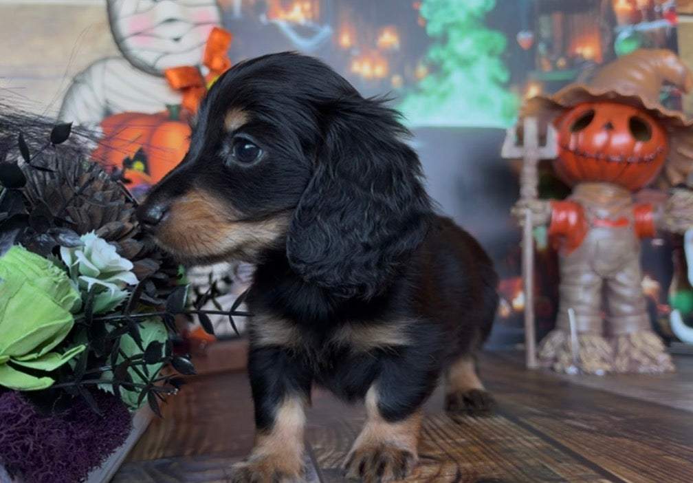 Scaredy Pants Nonrefundable Deposit