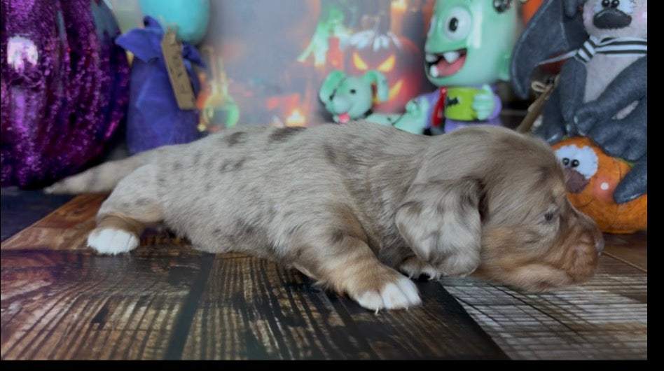 Waffles Nonrefundable Deposit