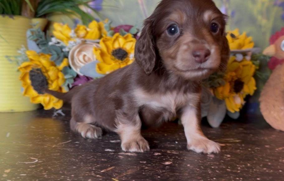Coco Puff Nonrefundable Deposit