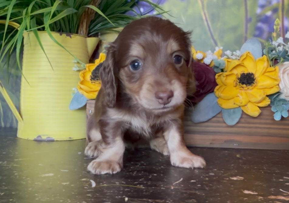 Chocolate and cream longhair female puppy with nonrefundable deposit details