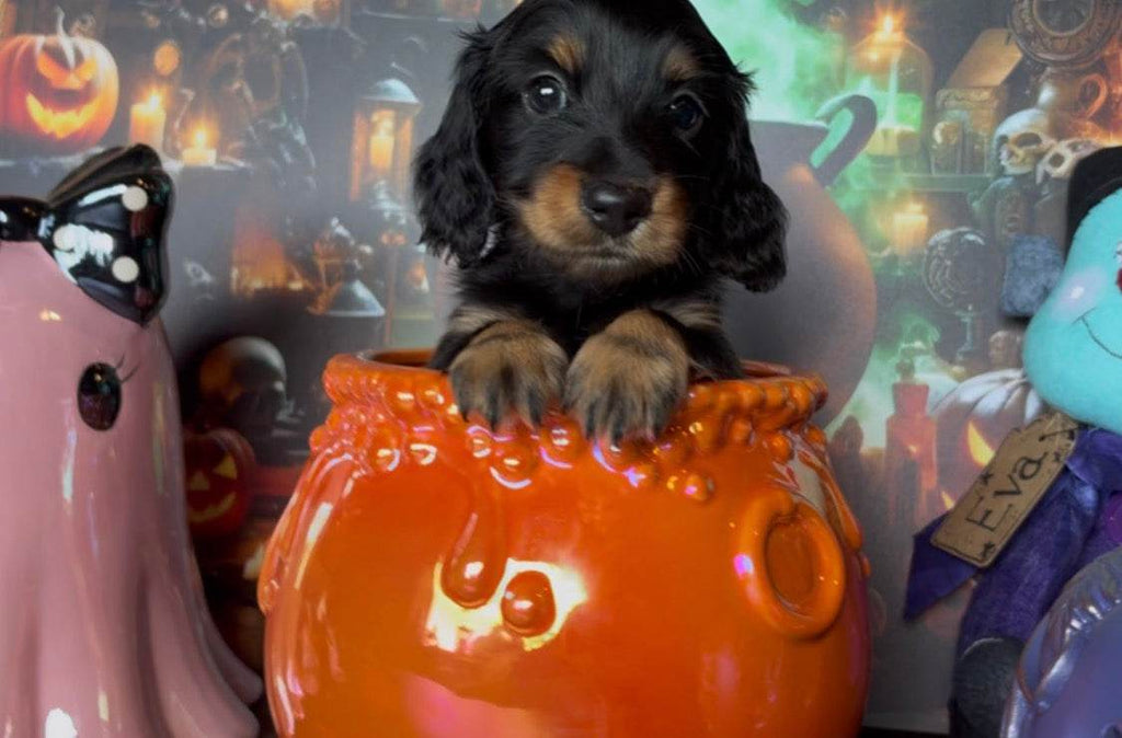 Scaredy Pants Nonrefundable Deposit