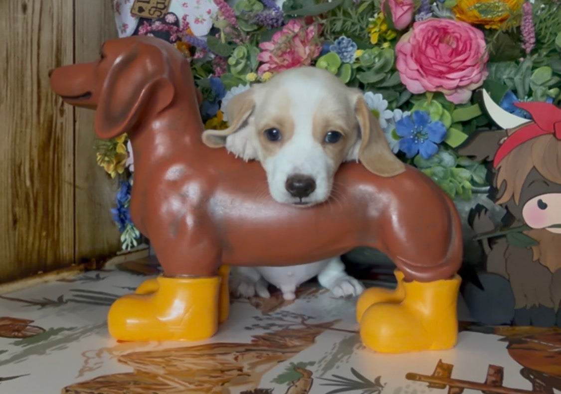 PEANUT BUTTER 💙 NONREFUNDABLE DEPOSIT