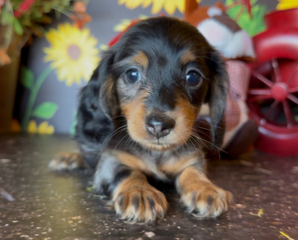 DOLLY NONREFUNDABLE DEPOSIT (Copy)