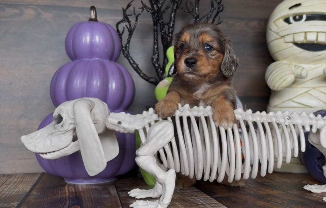 Dachshund puppy with long, wavy black and tan dapple coat rests paws on a white skeleton prop; NONREFUNDABLE DEPOSIT applies.